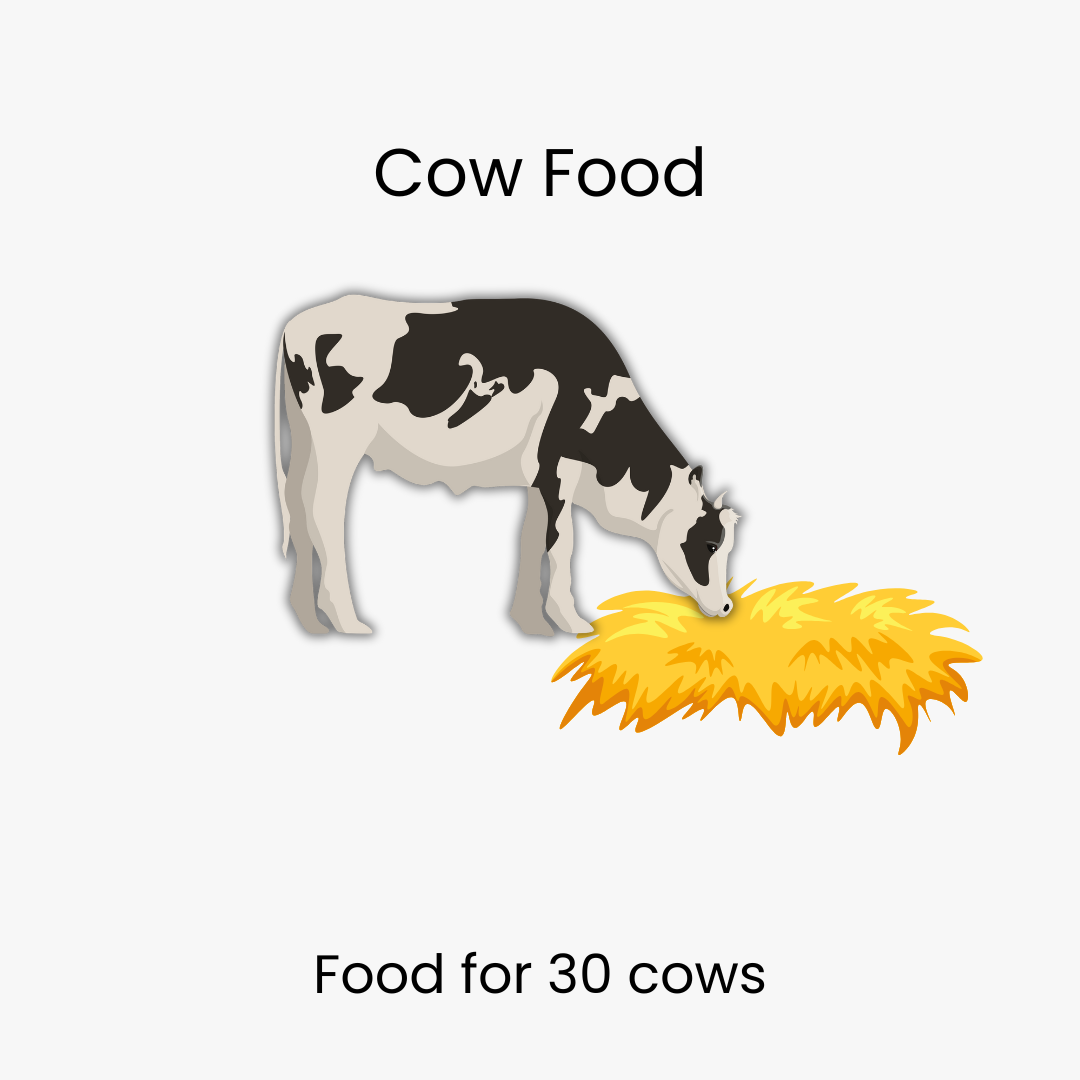 Cow Feeding